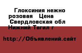 Глоксиния нежно розовая › Цена ­ 200 - Свердловская обл., Нижний Тагил г.  »    